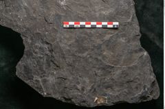 Foto (Detailansicht) von Camptoteris sp. (NHMW-GEO-2024-0188-10650)